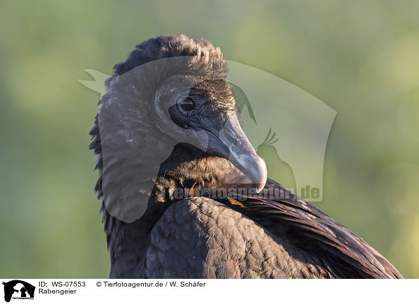 Rabengeier / American black vulture / WS-07553