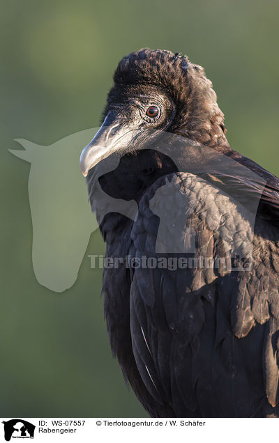 Rabengeier / American black vulture / WS-07557