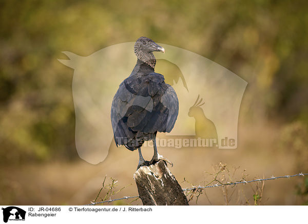 Rabengeier / American Black Vulture / JR-04686