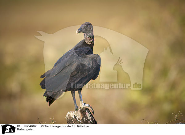 Rabengeier / American Black Vulture / JR-04687