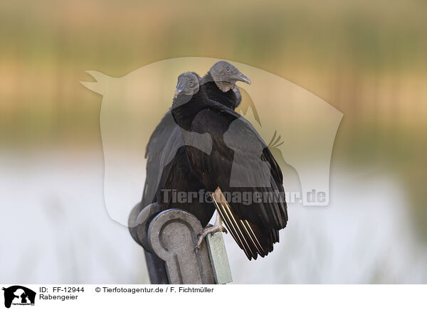 Rabengeier / American black vulture / FF-12944