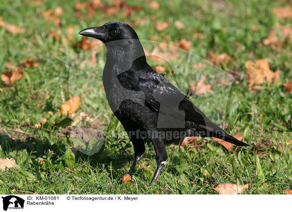 Rabenkr�he / Carrion Crow / KM-01061