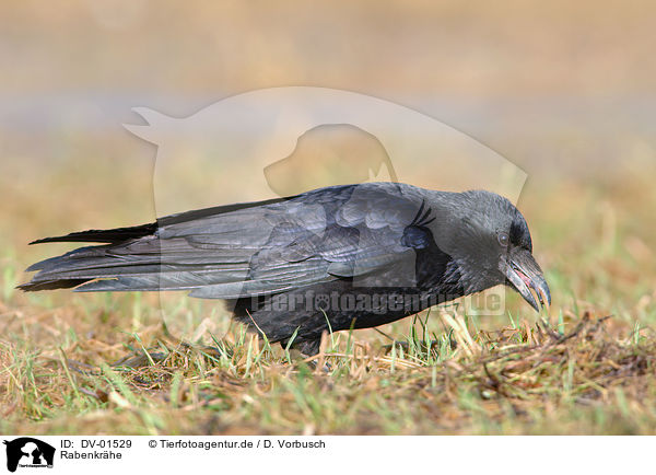 Rabenkrhe / crow / DV-01529