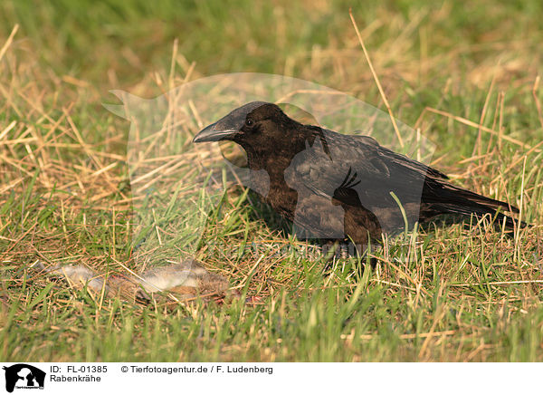 Rabenkrhe / Carrion Crow / FL-01385