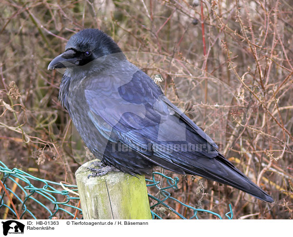 Rabenkrhe / carrion crow / HB-01363