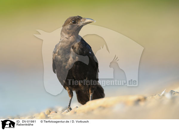 Rabenkrhe / carrion crow / DV-01981