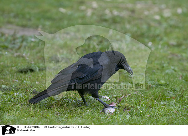 Rabenkrhe / carrion crow / THA-02894