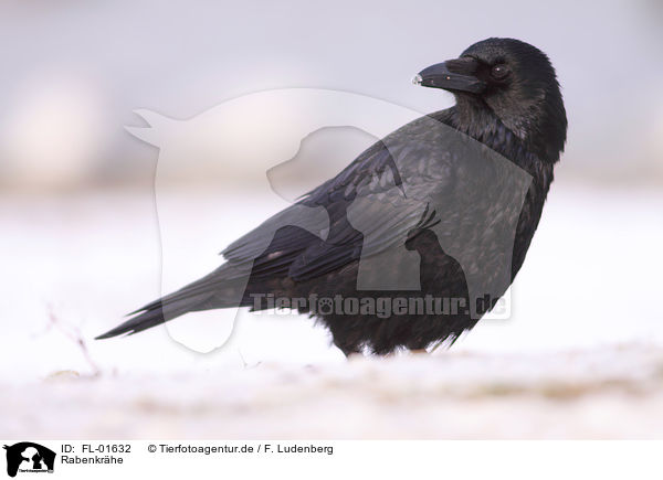Rabenkrhe / carrion crow / FL-01632