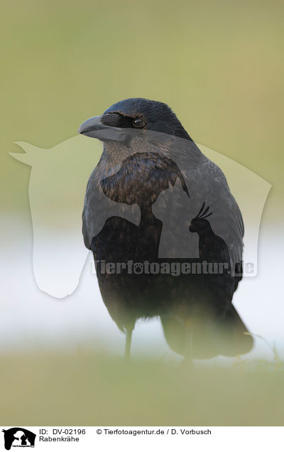 Rabenkrhe / carrion crow / DV-02196