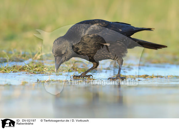 Rabenkrhe / carrion crow / DV-02197