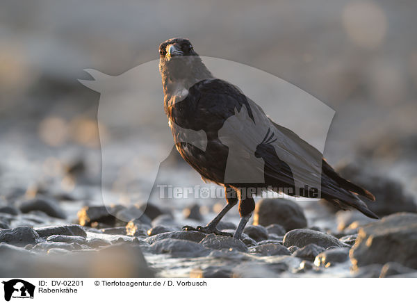 Rabenkrhe / carrion crow / DV-02201