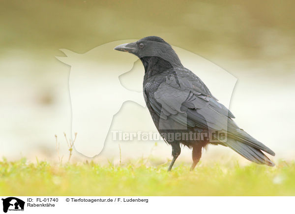 Rabenkrhe / carrion crow / FL-01740