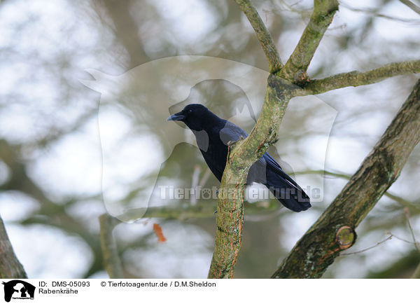 Rabenkrhe / carrion crow / DMS-05093