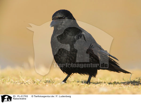 Rabenkrhe / carrion crow / FL-01793