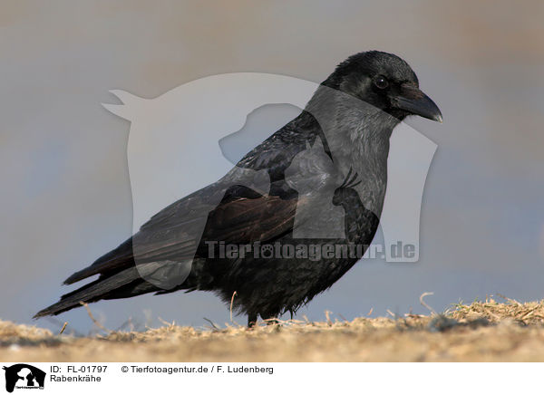 Rabenkrhe / carrion crow / FL-01797