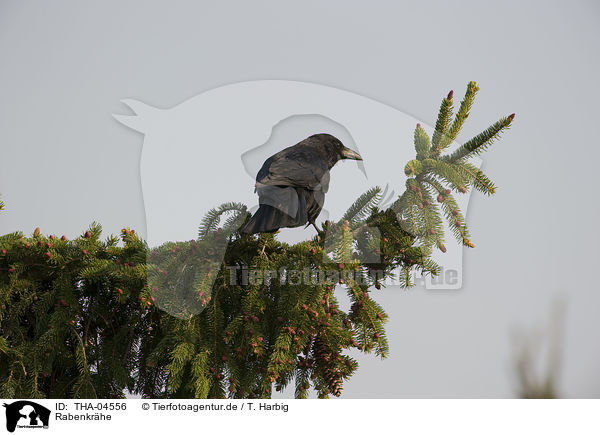 Rabenkrhe / carrion crow / THA-04556