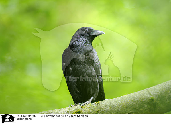 Rabenkrhe / carrion crow / DMS-06207