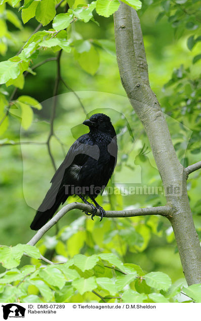 Rabenkrhe / carrion crow / DMS-07289