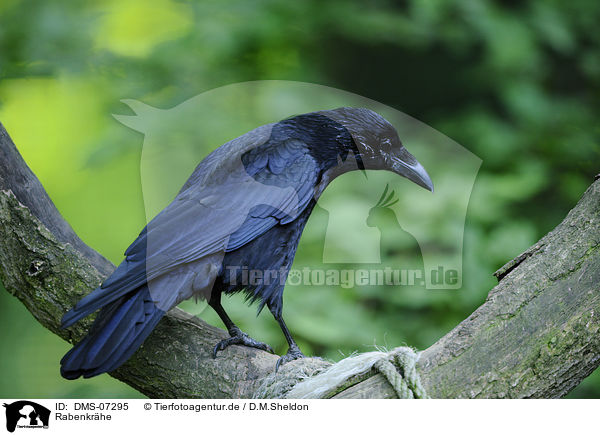 Rabenkrhe / carrion crow / DMS-07295
