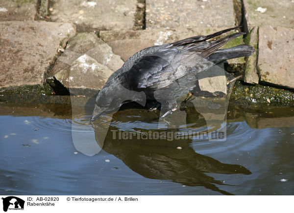 Rabenkrhe / carrion crow / AB-02820