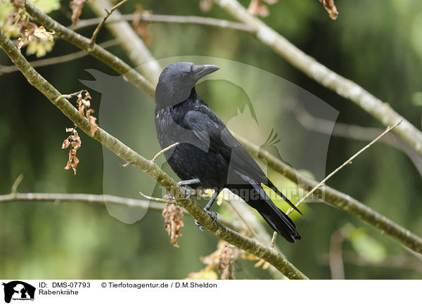 Rabenkrhe / carrion crow / DMS-07793