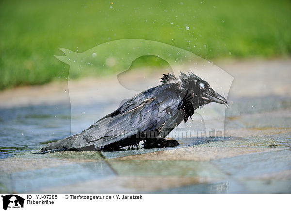 Rabenkrhe / carrion crow / YJ-07285