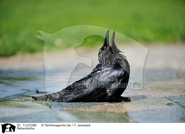 Rabenkr�he / carrion crow / YJ-07286