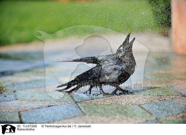 Rabenkr�he / carrion crow / YJ-07289