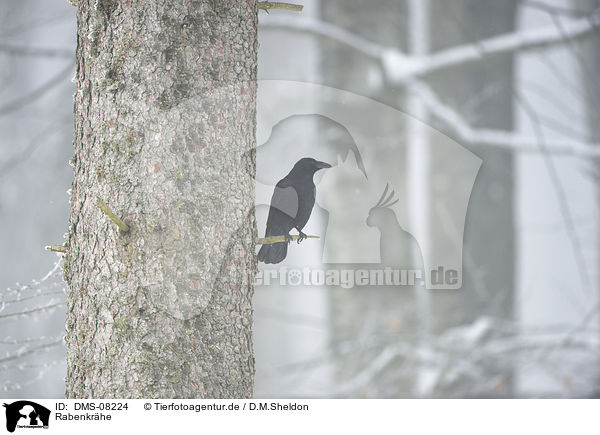 Rabenkrhe / carrion crow / DMS-08224