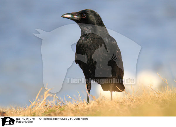 Rabenkrhe / carrion crow / FL-01976