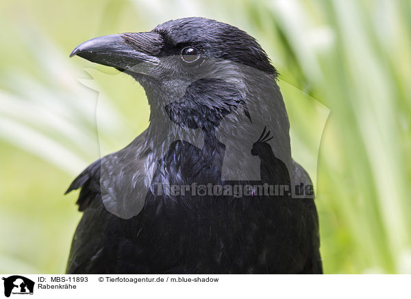 Rabenkrhe / carrion crow / MBS-11893