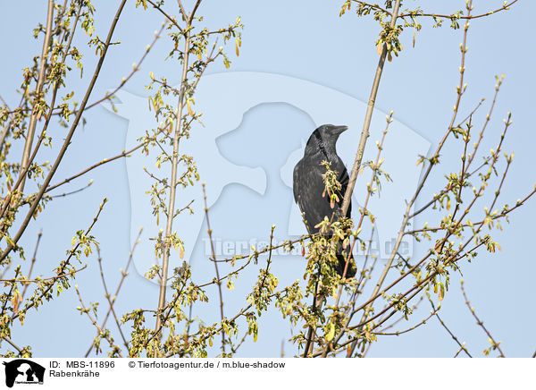 Rabenkrhe / carrion crow / MBS-11896