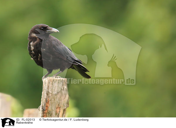 Rabenkrhe / carrion crow / FL-02013