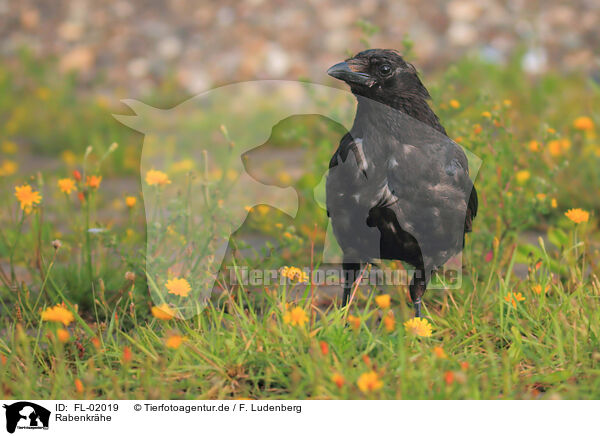 Rabenkrhe / carrion crow / FL-02019