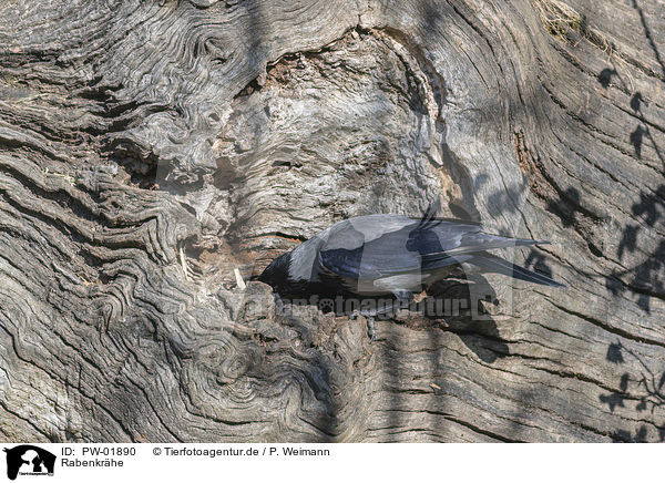 Rabenkr�he / carrion crow / PW-01890