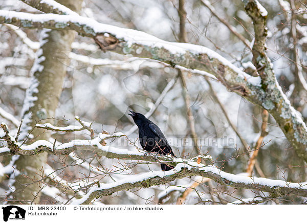 Rabenkrhe / carrion crow / MBS-23400