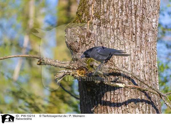 Rabenkr�he / carrion crow / PW-10214