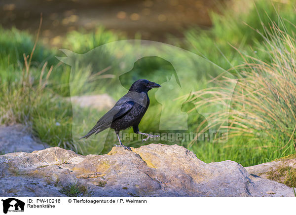 Rabenkrhe / carrion crow / PW-10216
