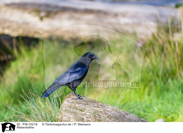 Rabenkrhe / carrion crow / PW-10218