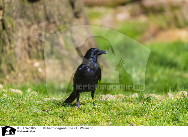 Rabenkrhe / carrion crow / PW-10223