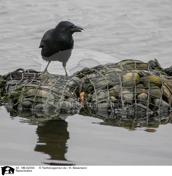 Rabenkrhe / carrion crow / HB-02093