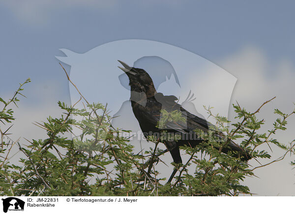 Rabenkrhe / Carrion Crow / JM-22831