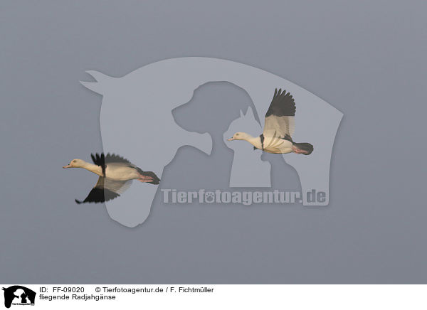 fliegende Radjahgnse / flying Burdekin ducks / FF-09020
