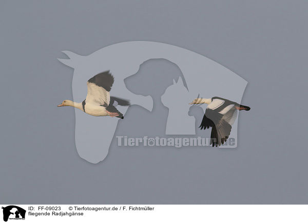 fliegende Radjahgnse / flying Burdekin ducks / FF-09023