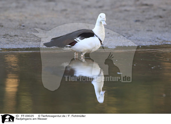 Radjahgans am Wasser / Burdekin duck at the water / FF-09025