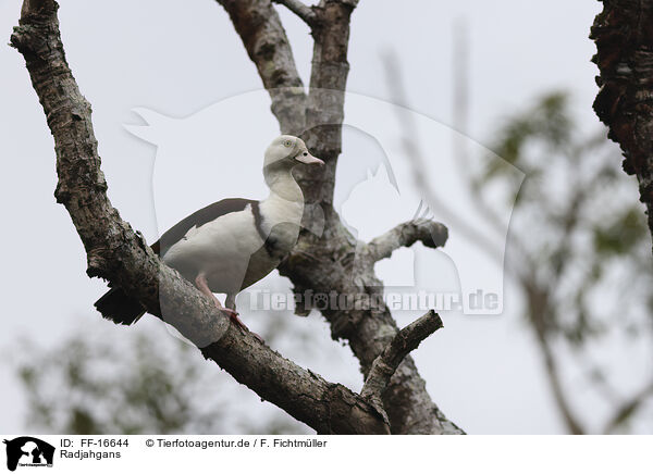 Radjahgans / black-backed shelduck / FF-16644