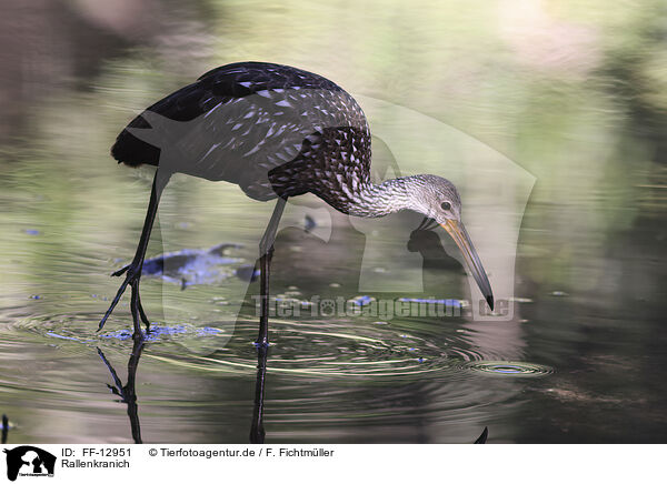 Rallenkranich / FF-12951