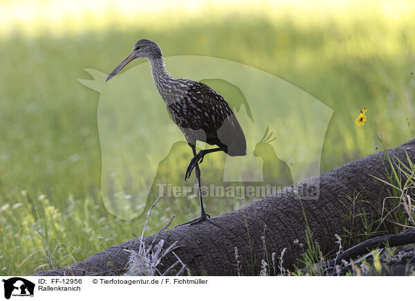 Rallenkranich / carrao / FF-12956