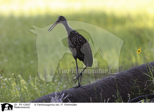 Rallenkranich / carrao / FF-12957