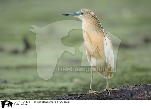 Rallenreiher / squacco heron / AT-01476